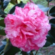 Vernon E.  Howell Variegated